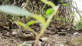 beautiful Village girl Living Lonly Bhabi Sex In Outdoor Fuck